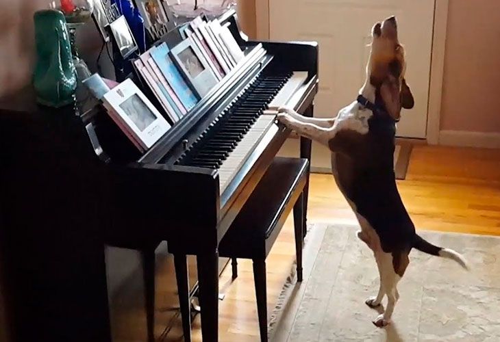 Él es Mercury, el perro pianista que se hizo viral gracias a Pérez Reverte