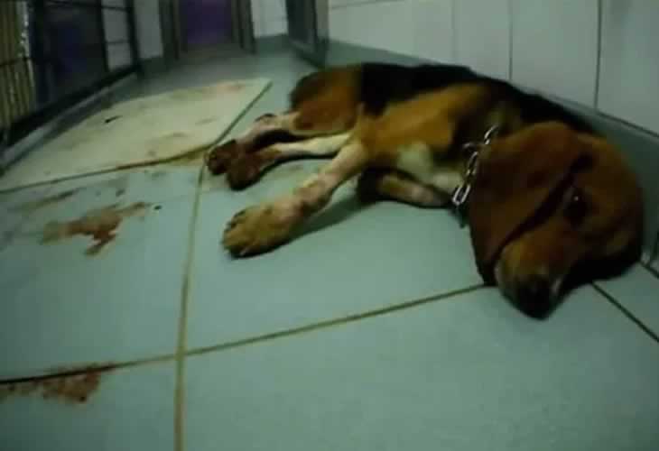 Un vídeo destapa el laboratorio de los horrores en el que maltratan y torturan a monos, perros y gatos