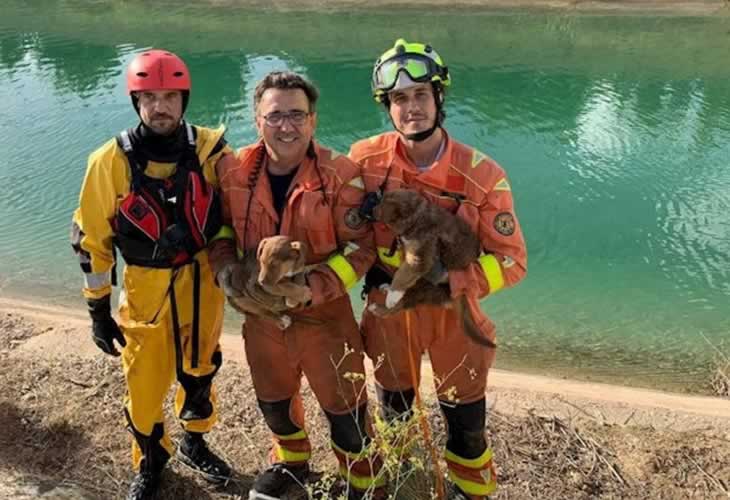 El providencial rescate de dos cachorros que se habían caído al canal de Júcar