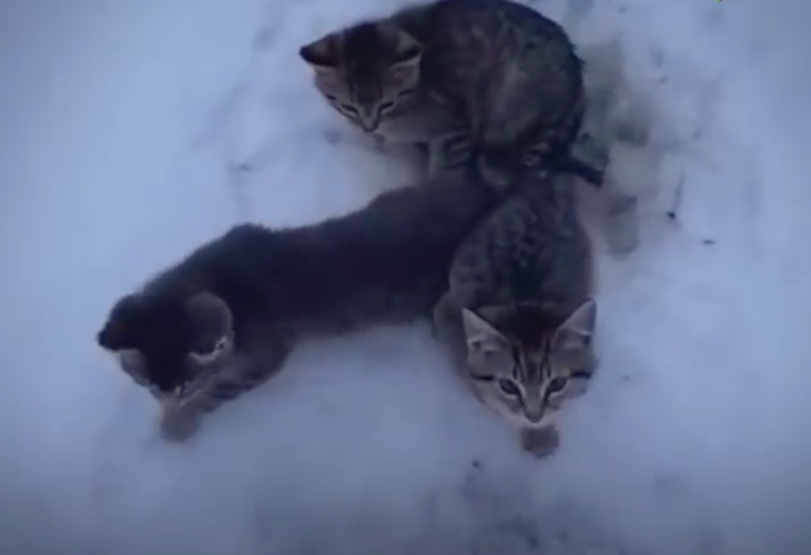 Salva la vida de tres gatitos a punto de morir congelados gracias a una taza de café