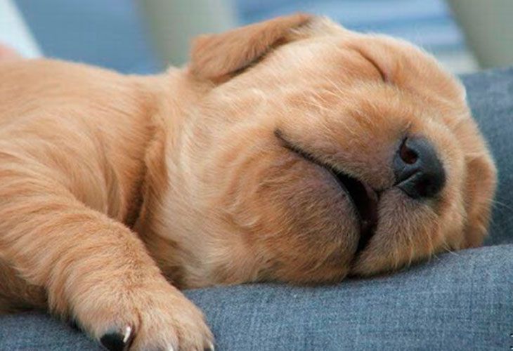 La imperturbable siesta de este perrete se hace viral: ¡¡No se levanta por nada del mundo!!