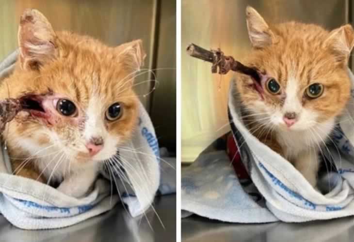 El gato más popular del mundo sobrevive con una flecha en la cabeza