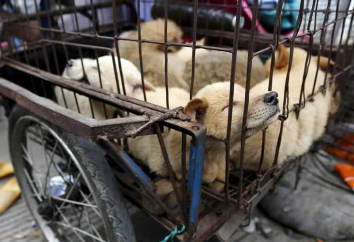 El coronavirus hace que una ciudad china prohíba el consumo de carne de perro