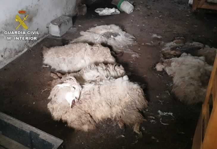 ¡¡La granja de los horrores!! Un perro, un cerdo y dos gallinas convivían con doce ovejas muertas en una habitación