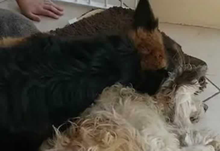 Vídeo viral: el llanto estremecedor de este perro al ver que su amigo ha ‘muerto’
