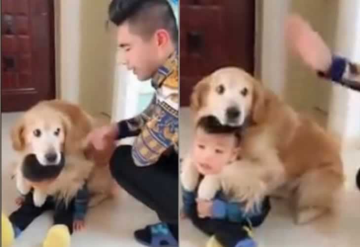 Vídeo viral: Un padre regaña a su hijo y el perro le defiende