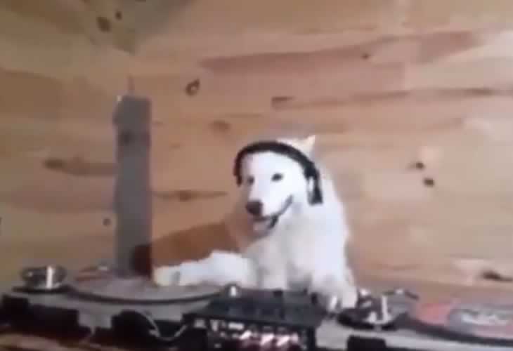 ¡¡Menudo ritmo!! El perro DJ que anima la cuarentena con su tabla de mezclas