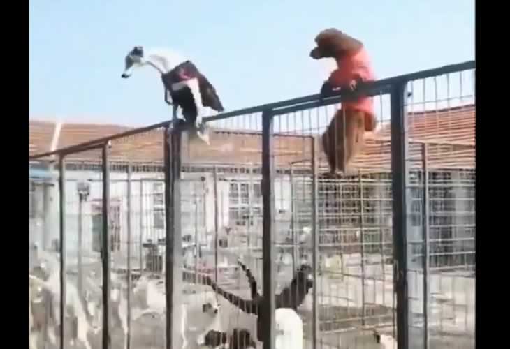 ¿Perros o monos? Estos escaladores se han hecho virales...¡¡Increíble!!