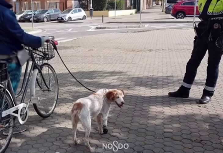 ¡¡Denuncian a una mujer por circular lejos de su casa con su perro cojo atado al manillar de la bici!!