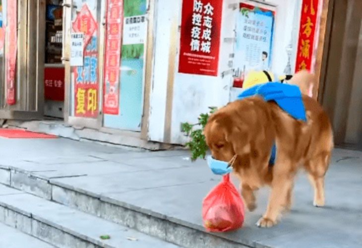 Este perro acude a hacer la compra de su humano en plena cuarentena por el coronavirus