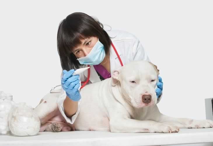 Los consejos de los veterinarios a la hora de pasear a los perros durante la cuarentena