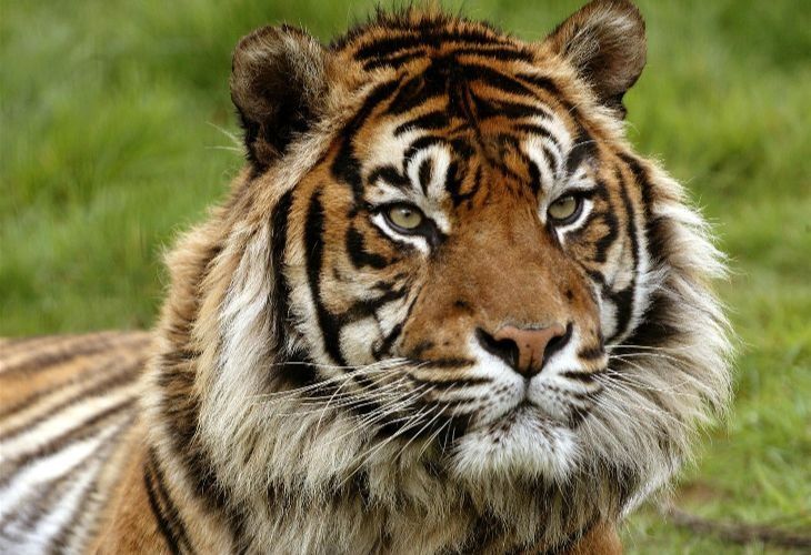 Un tigre da positivo en el zoo de Nueva York