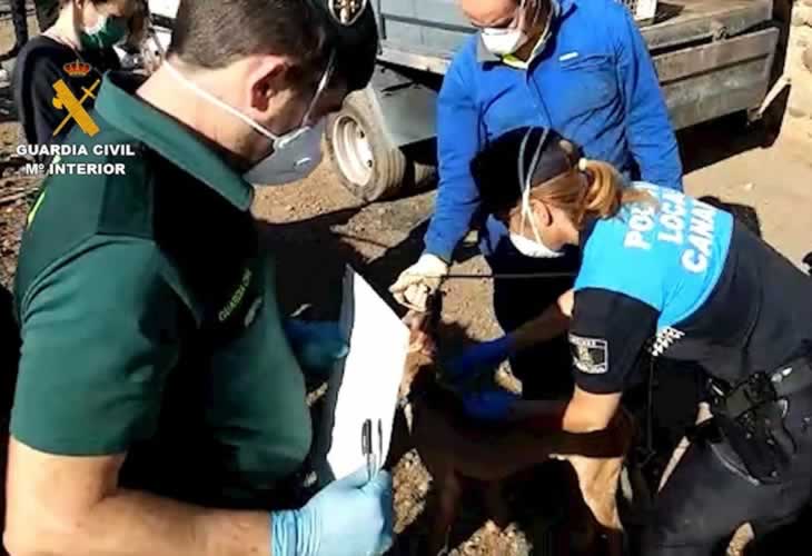 ¡¡La finca de los horrores!! El Seprona rescata a 84 perros que estaban abandonados y en serio peligro 