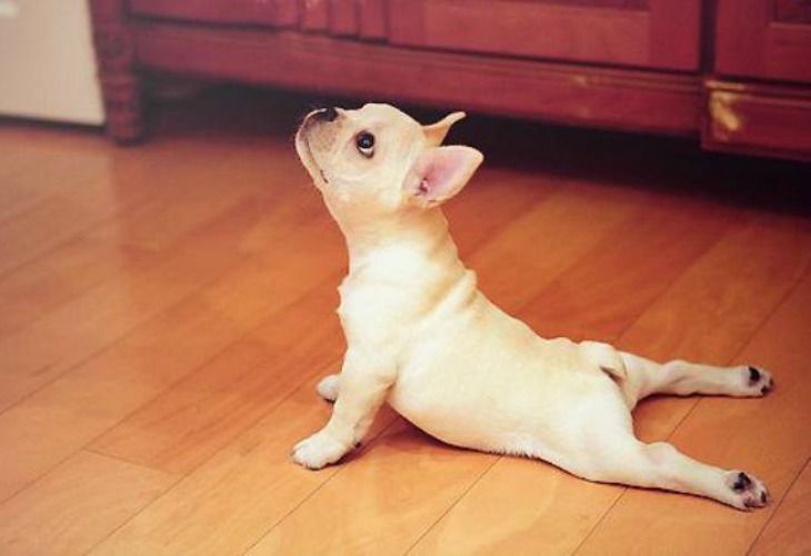 Activa a tu mascota: ¡¡Mónica Cruz y Marta Torné nos enseñan los beneficios del yoga canino!!