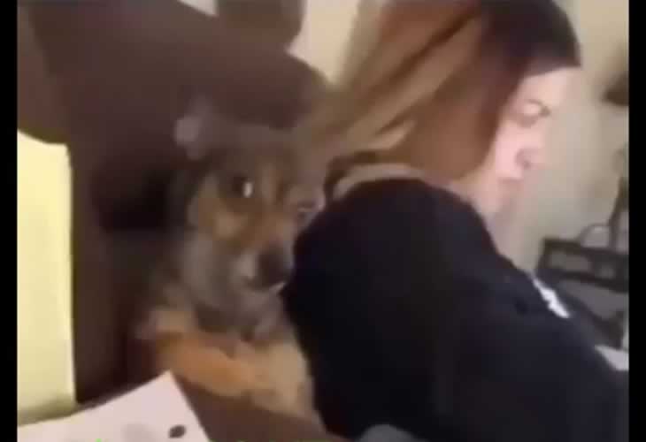 Su dueño estornuda y la reacción del perrete ya es viral