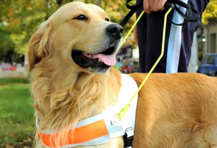 La ONCE pide ayudar a invidentes y a sus perros con la distancia de seguridad