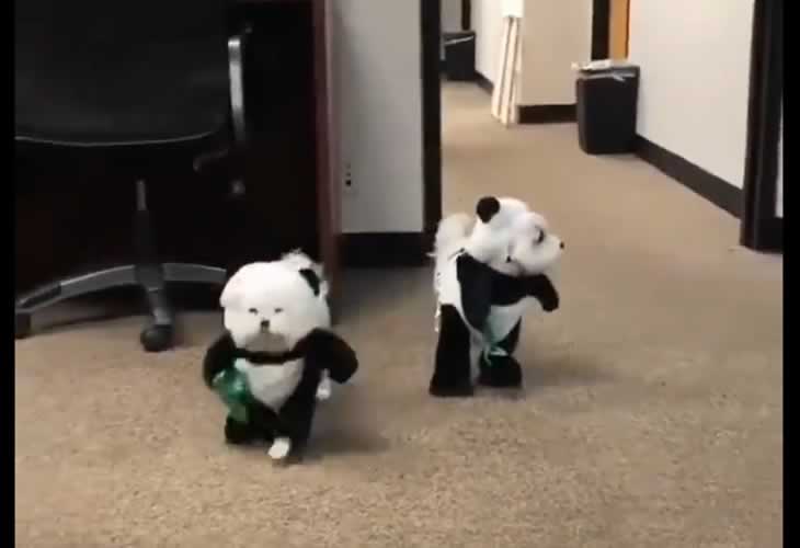 Vídeo viral: ¿Son pandas, pandogs o perros?