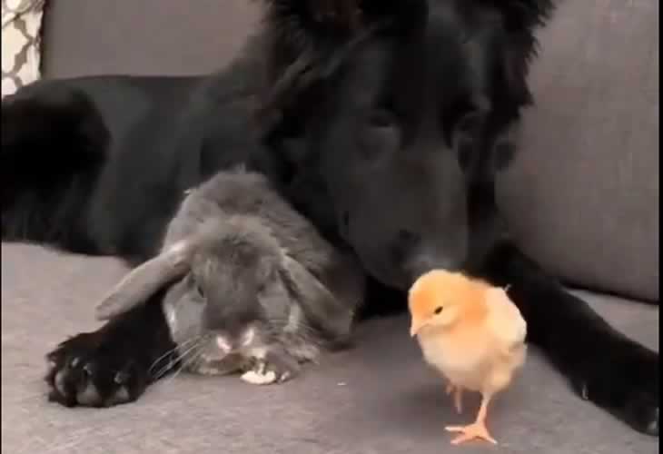 Juntan a un perro, un conejo y un pollito en un sofá y pasa esto ¡¡No has visto nada igual!!