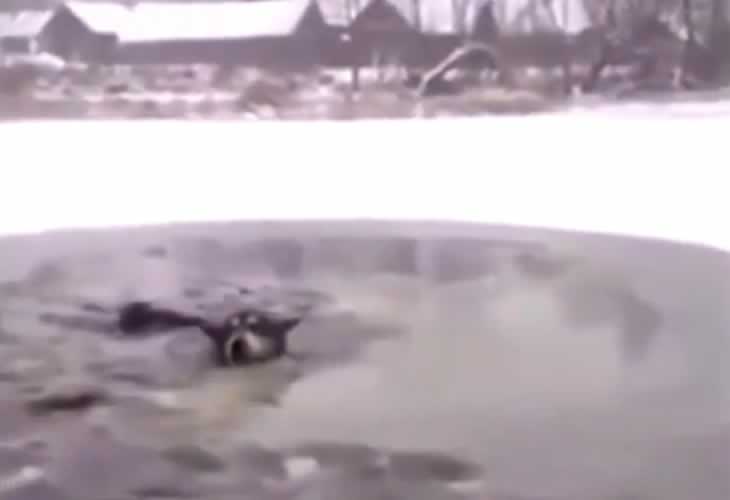 ¡El impresionante rescate de este perro que quedó atrapado en un lago helado!
