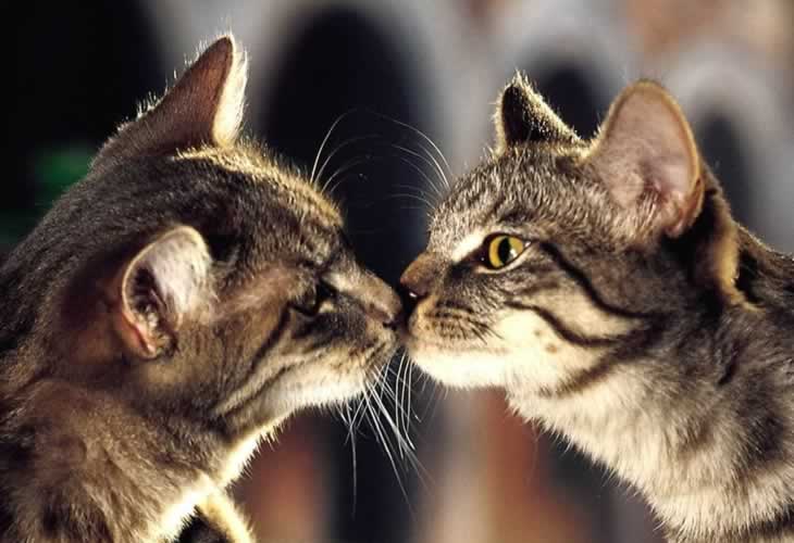 ¡¡Los veterinarios recuerdan que no hay evidencia de que los gatos contagien el Covid-19!!