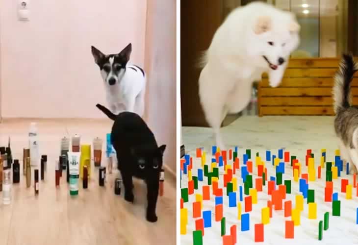 Perro vs Gato Challenge: ¡¡El reto viral que sigue arrasando durante el confinamiento!!