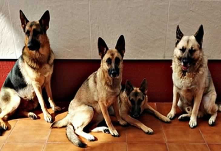 La Guardia Civil cierra un criadero ilegal: ¡¡vendían cachorros de pastor alemán por 150 euros!!