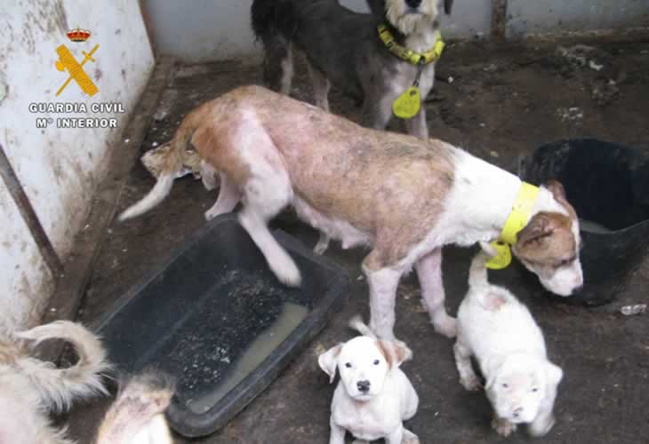 La caseta de los horrores: ¡¡Salvan a siete perros hacinados y abandonados entre basura y heces y sin agua ni alimentos!!