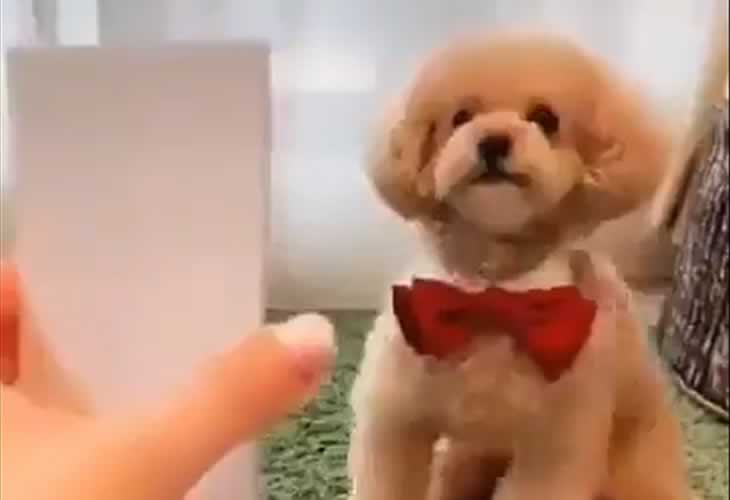 Vídeo viral: ¡¡No te pierdas a este perro supermodelo posando igual que en las fotografías!!