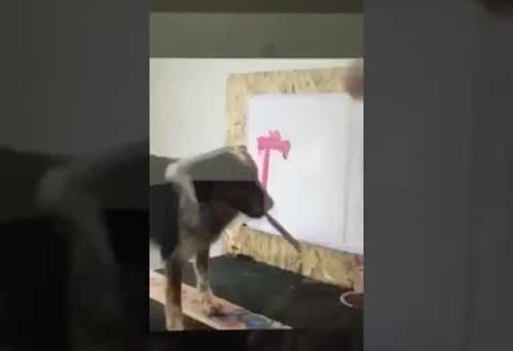 Vídeo: Un perro escribe "Trump" en un lienzo y después se mea en él ¡¡Genial!!