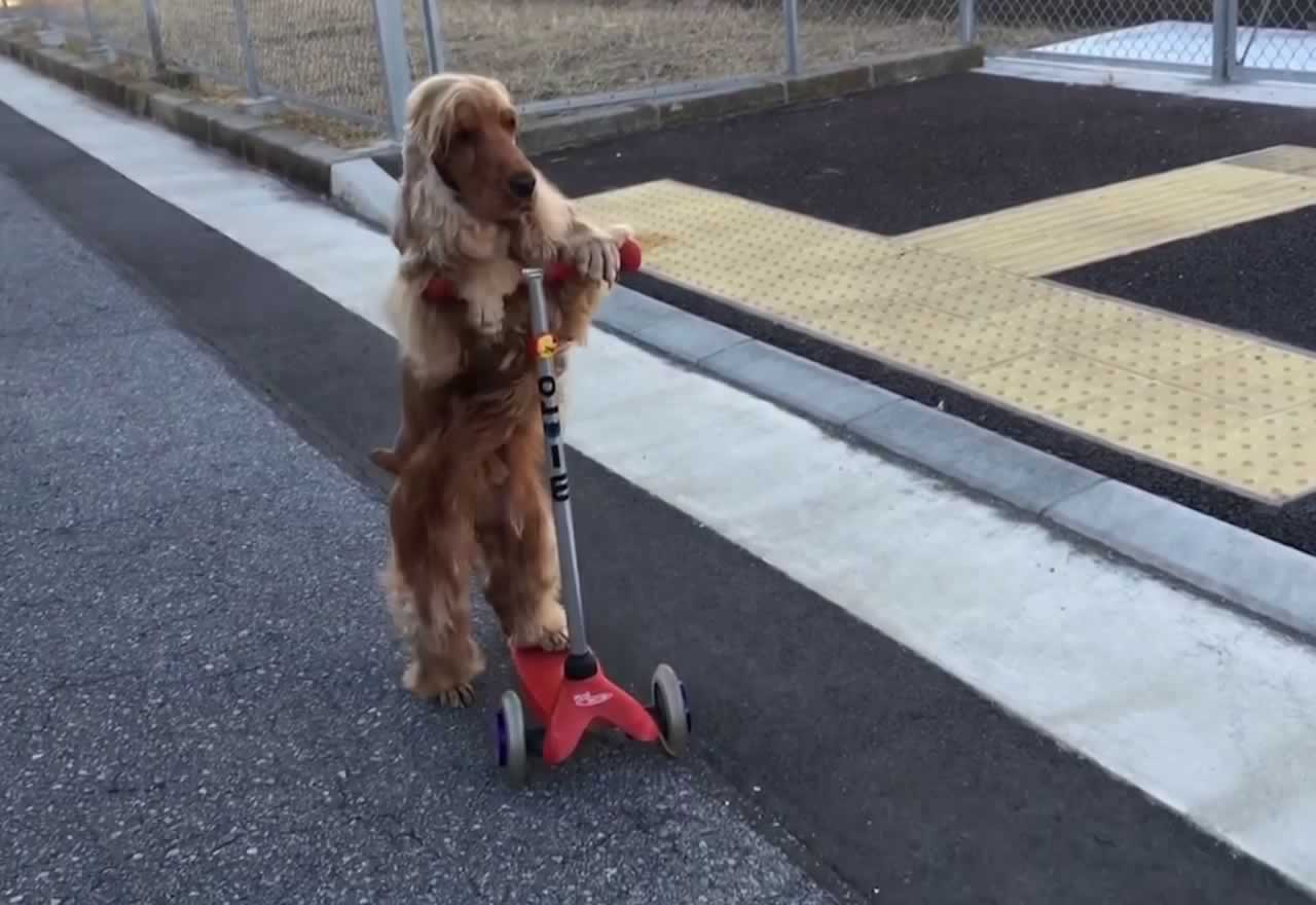 Vídeo viral: ¿Quién dijo que los perros no podían ir en patinete? ¡¡Ver para creer!!