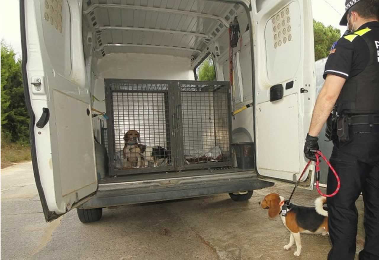 ¡¡Adopta ahora!! Desmantelan un criadero ilegal de perros de raza y una protectora se hace cargo de 30 perretes 