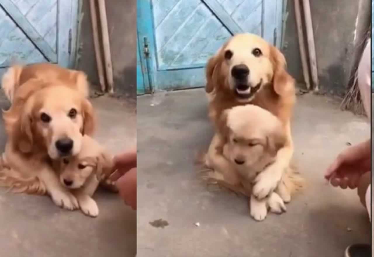Vídeo viral: ¡¡Así protege una Golden Retriever a su cachorro recién nacido!!