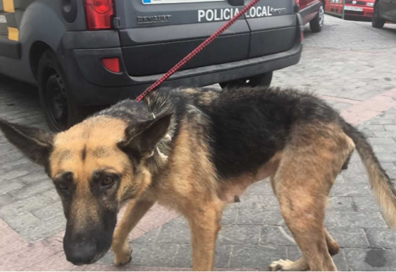 ¡¡Salvada!! La Policía retira una perra pastor alemán a un sintecho por estar en "riesgo inminente"
