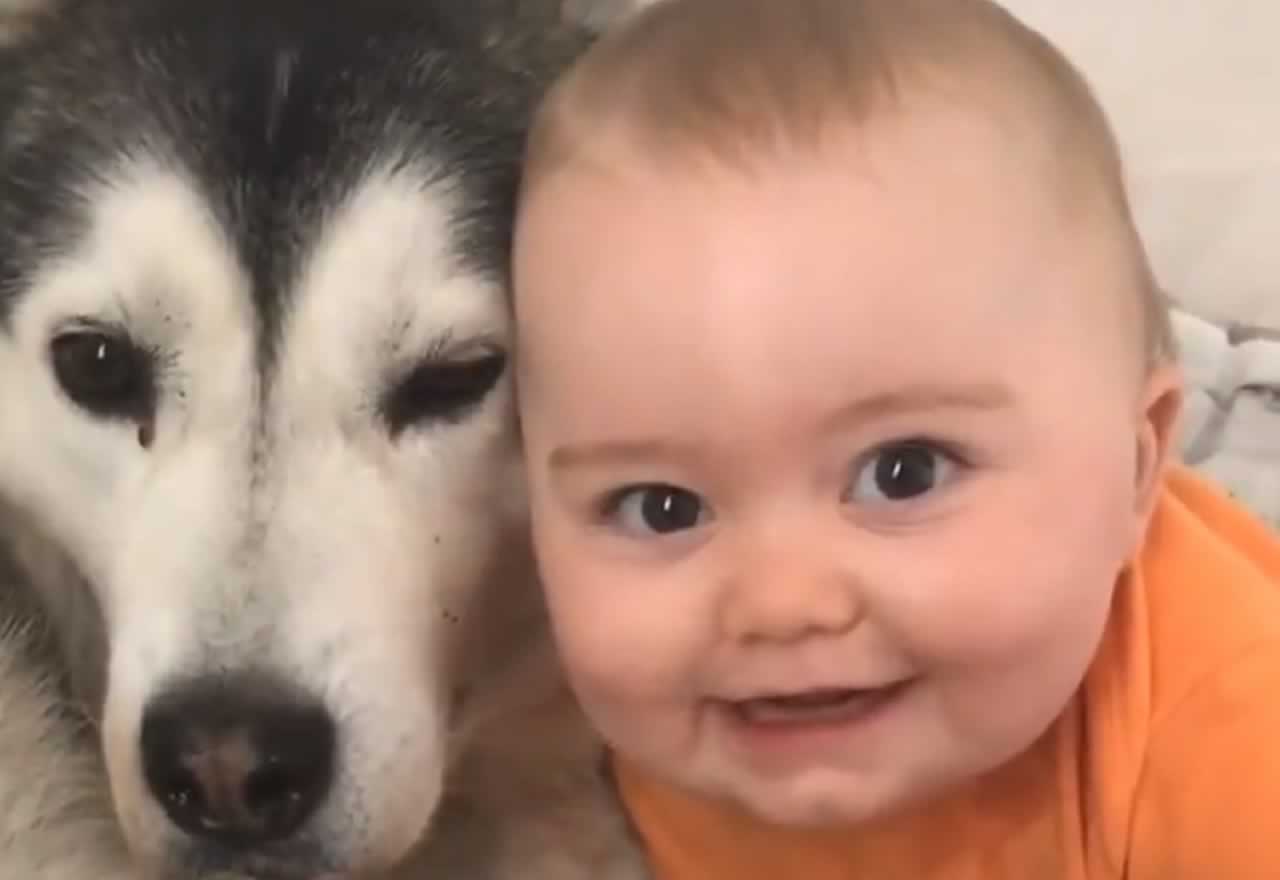 Vídeo viral: La amistad de un bebé con el Husky de la casa ha dado la vuelta al mundo ¡¡Te emocionará!!