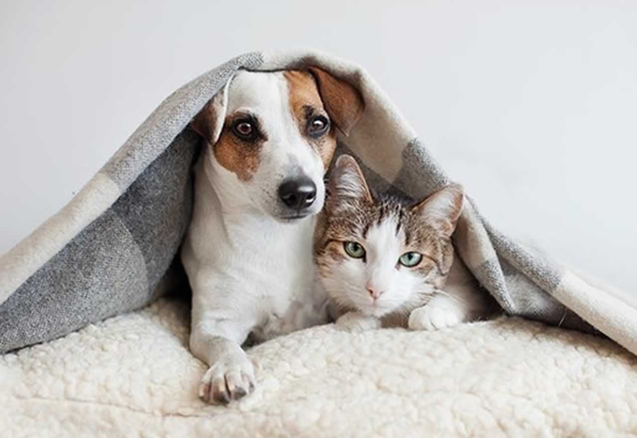Vídeo: ¡¡Un perro y un gato juegan en el sofá de casa y pasa esto!! ¡¡Son como hermanos!!