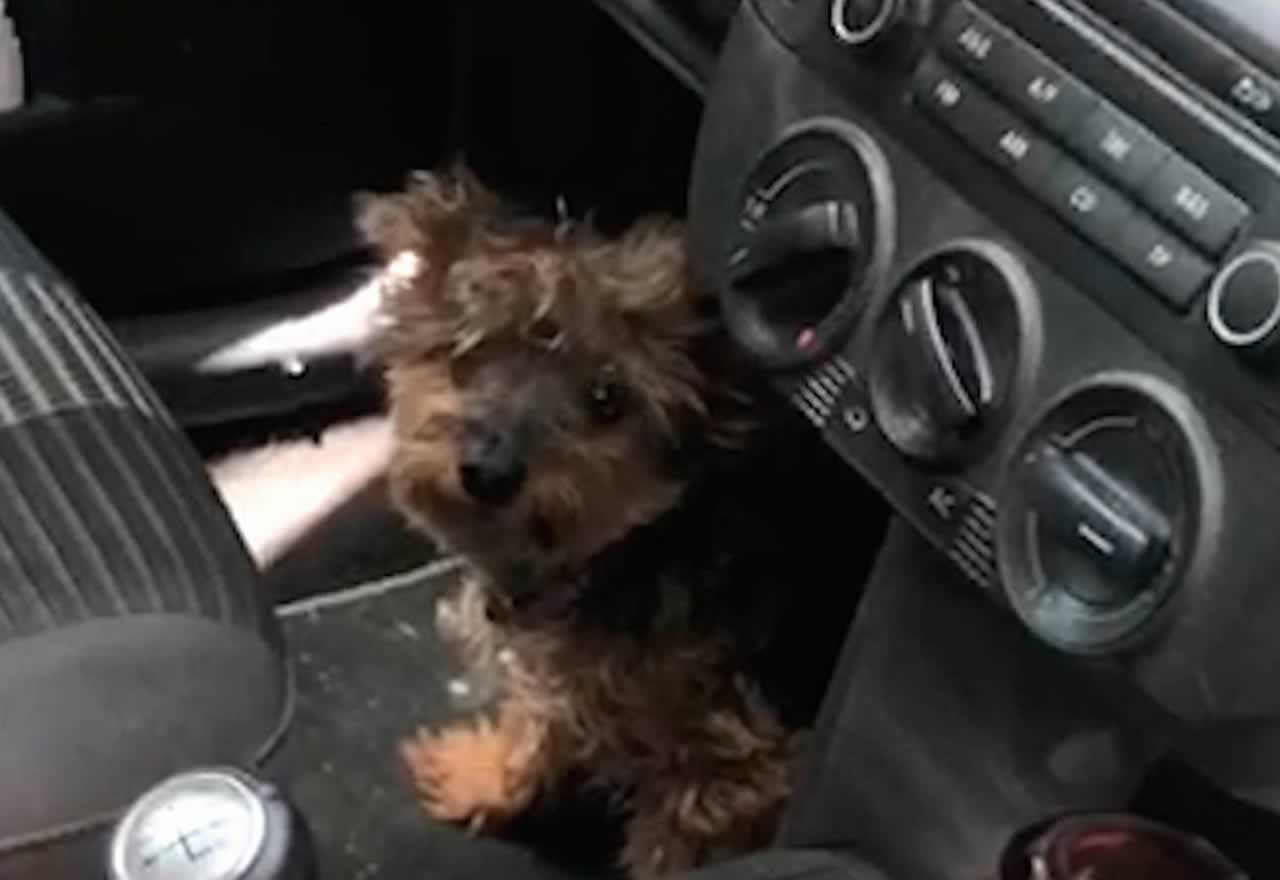 ¡¡Ojo!! Deja a su perro encerrado en el coche durante cuatro horas a más de 40 grados y pasa esto