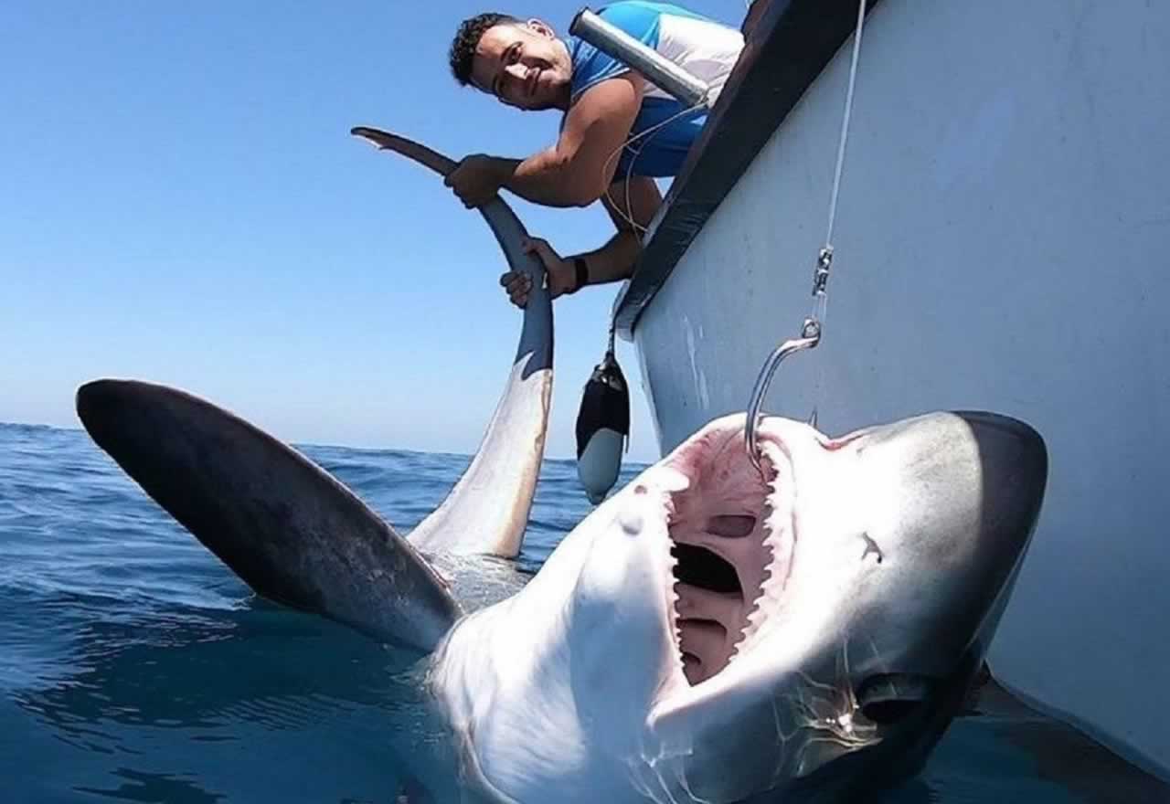 Vídeo: ¡¡Pescan un tiburón de 50 kilos en las costas de Huelva!!