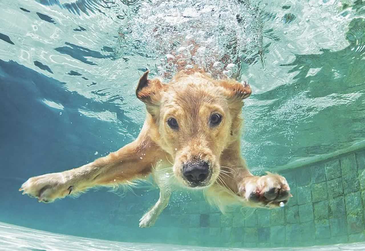 ¡¡Genial!! Este perro se vuelve loco cuando su dueño se tira a la piscina y hace esto