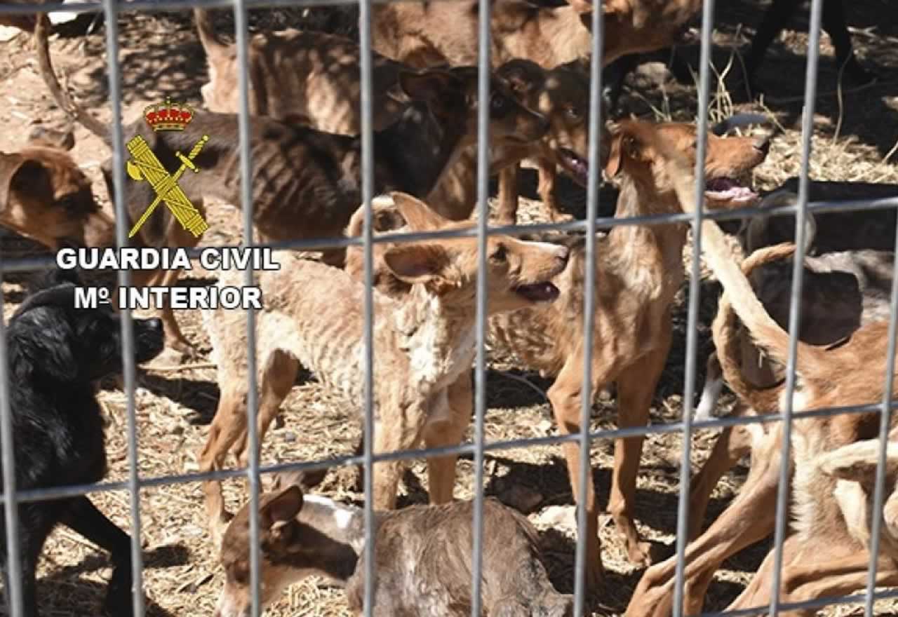 ¡¡Horrible!! El Seprona rescata a 41 perros al borde de la muerte en una finca. ¡¡Cárcel para los culpables!!