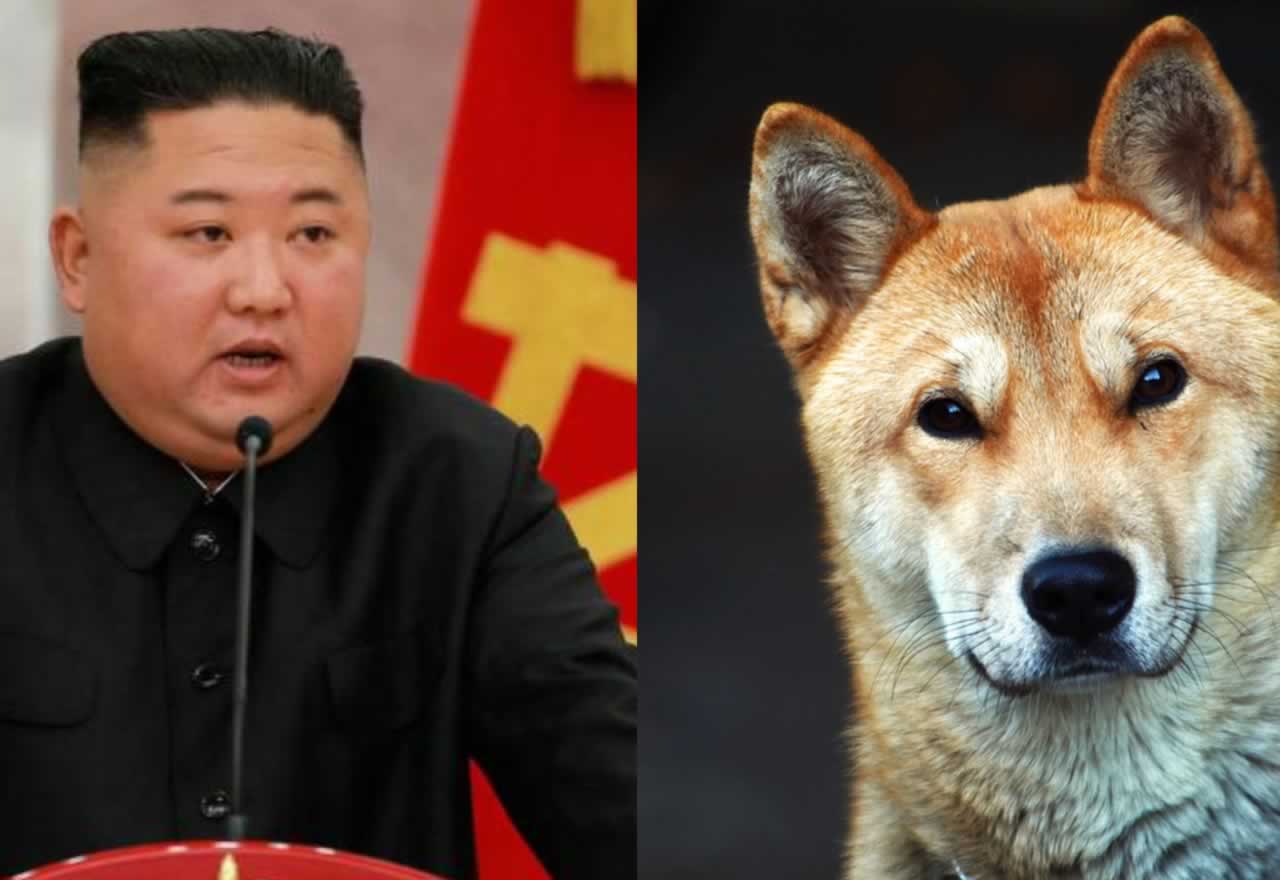 ¡¡Acusan al gobierno de Kim Jong-un de secuestrar perros, sacrificarlos y venderlos en restaurantes!!