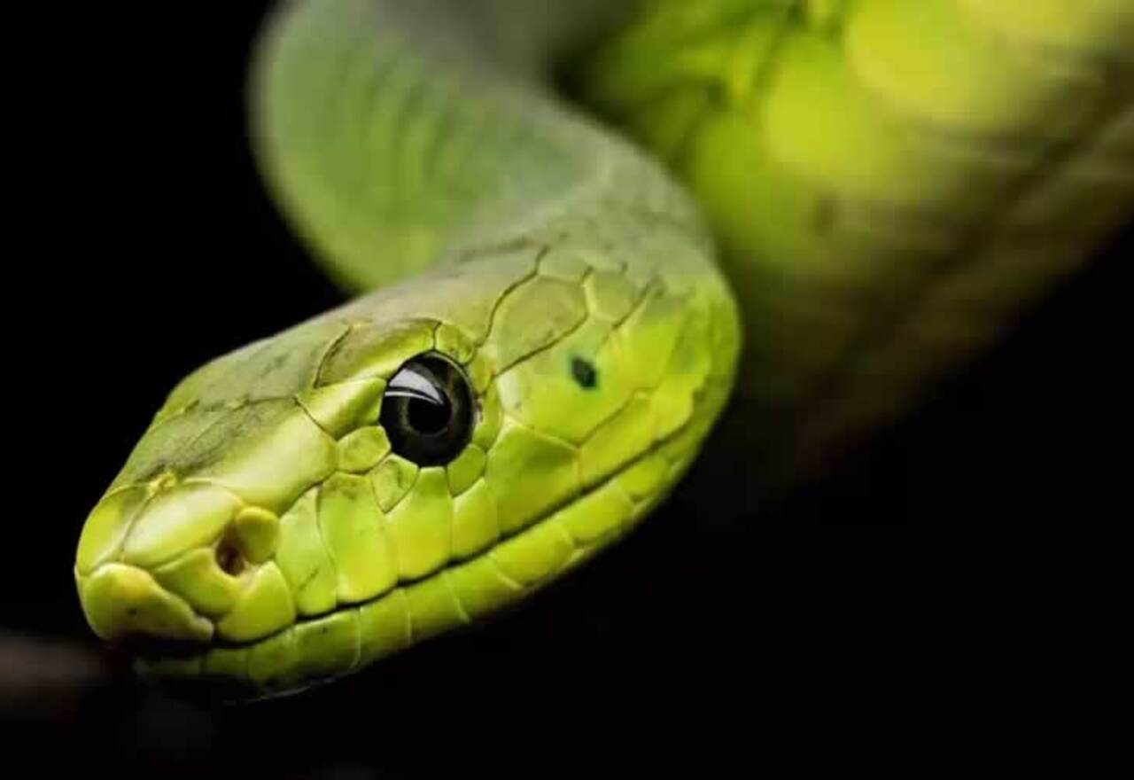 Una serpiente sale del váter y muerde el pene a un joven de 18 años
