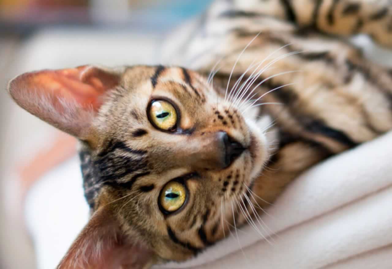 Desmontando el mito: ¿Por qué existe la creencia de que los gatos tienen 7 vidas?