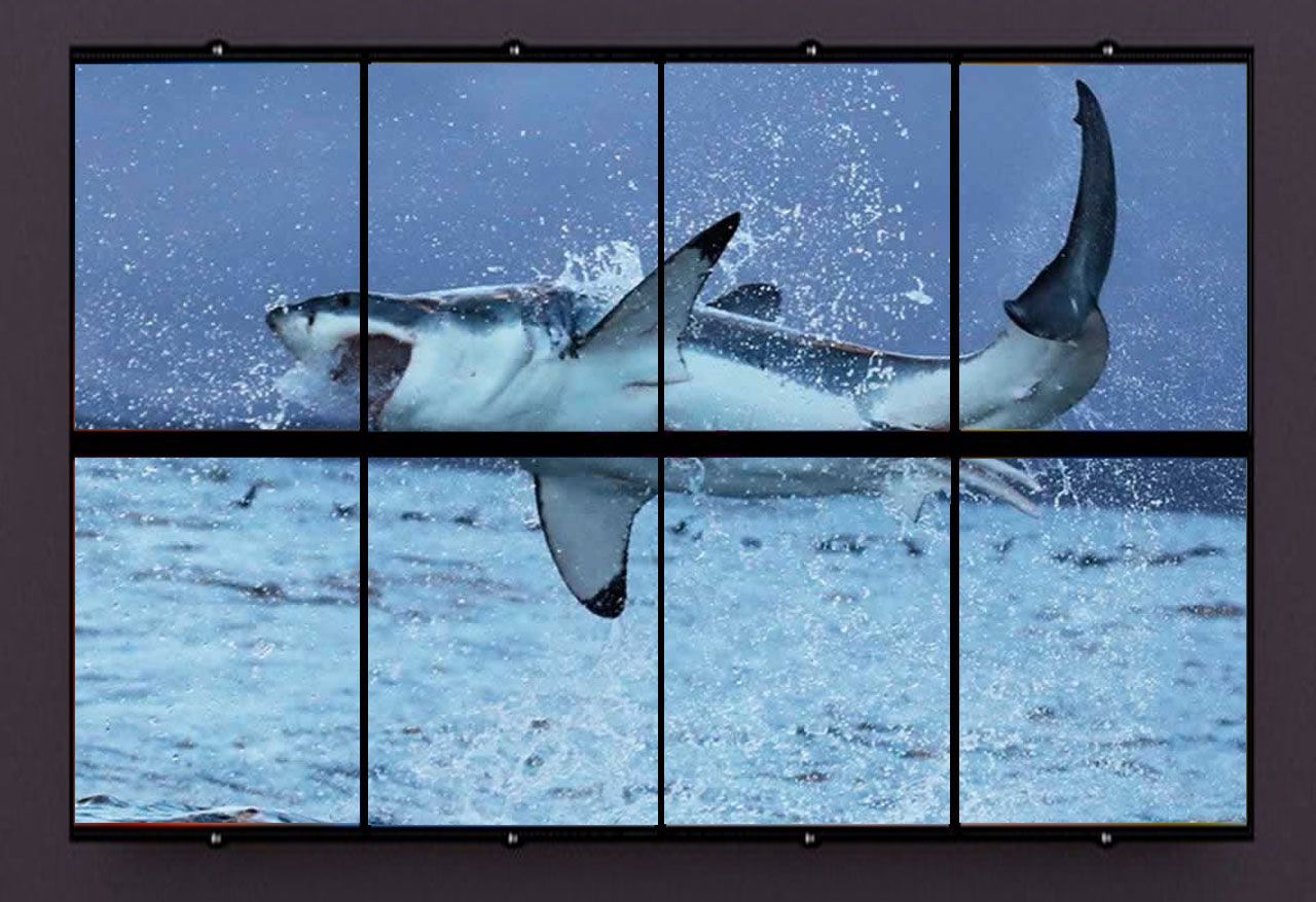 Vídeo viral: Un tiburón blanco ataca a una foca y tiñe de sangre el agua de la playa