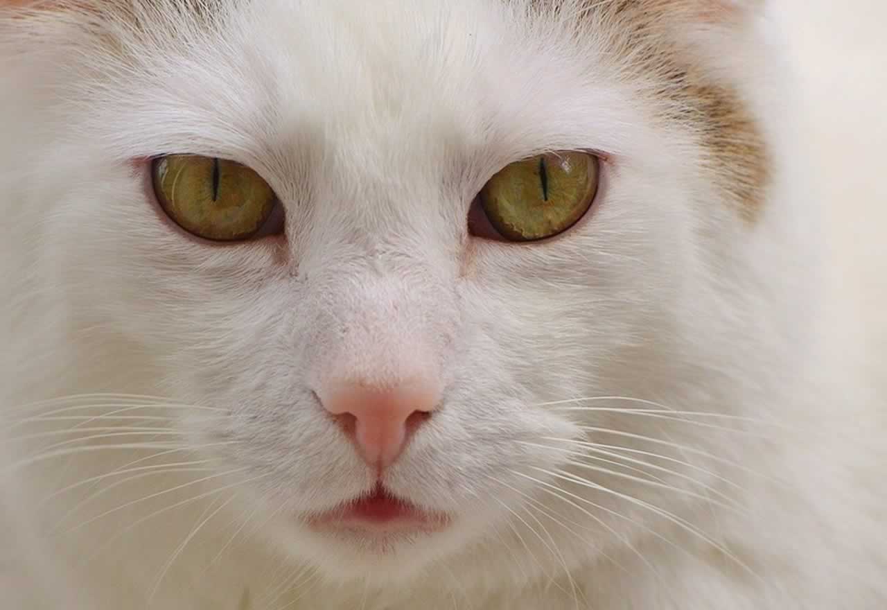 Vídeos: El gato bailarín que arrasa en las redes con su movimiento de cabeza