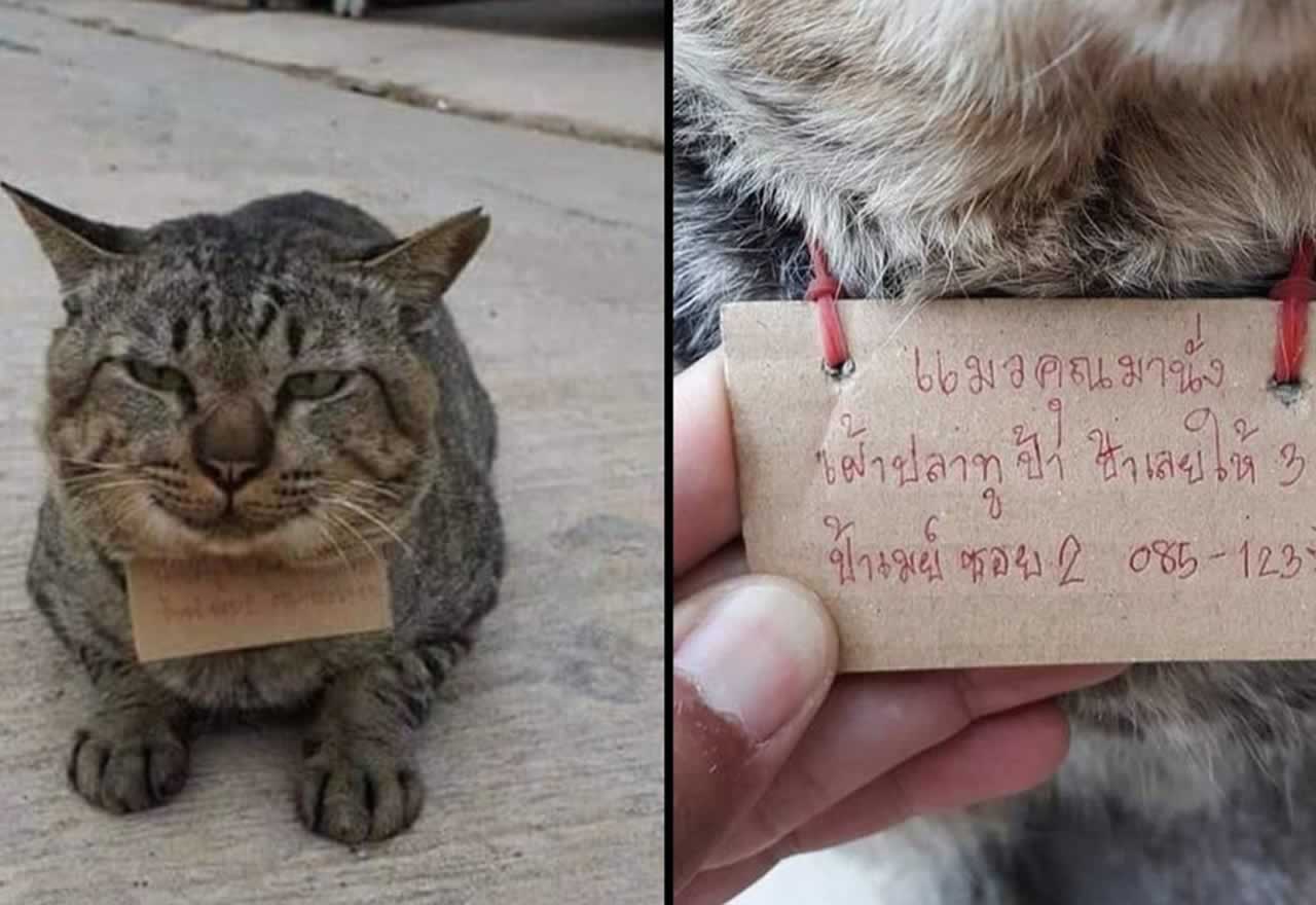 Un gato se escapa de casa durante tres días y vuelve endeudado por comer pescado
