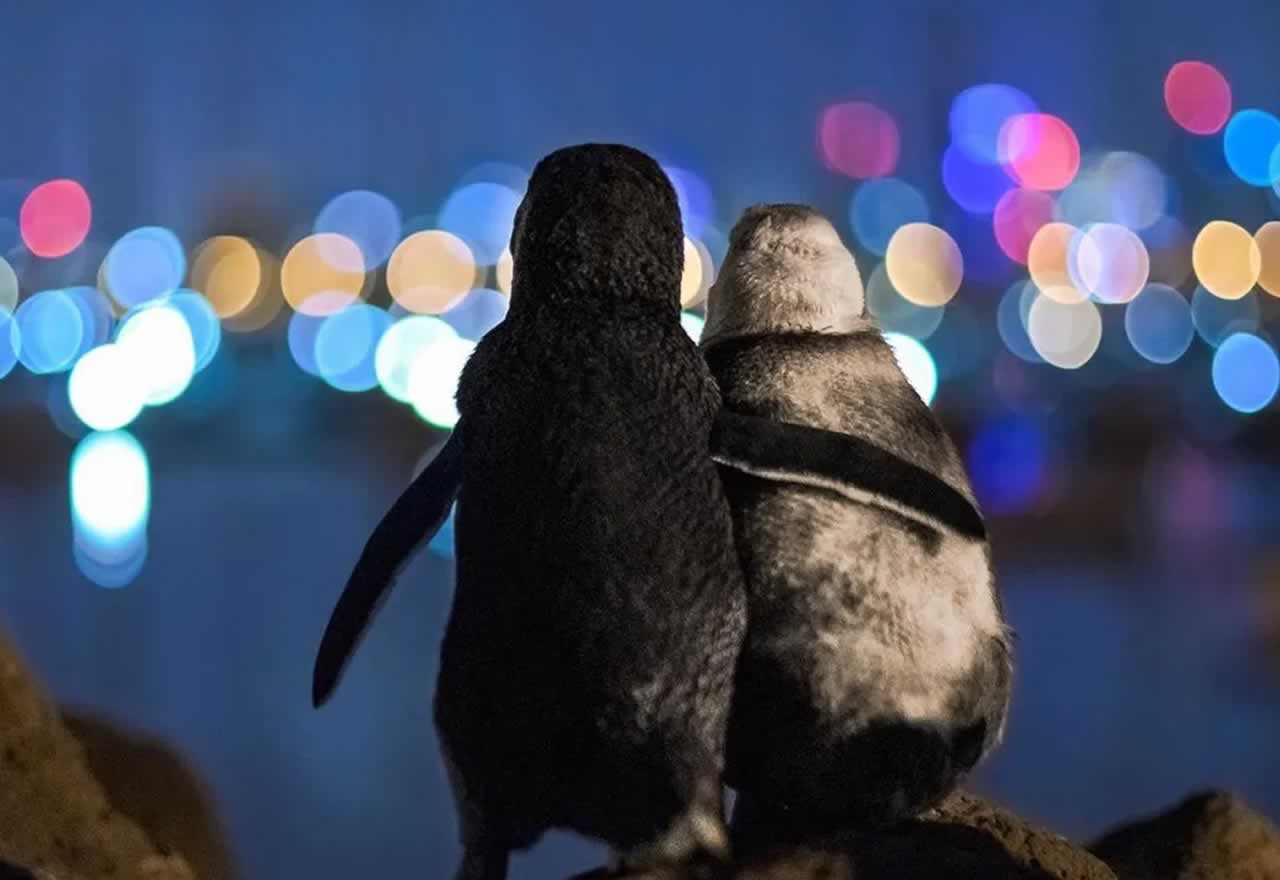 foto-viral-la-imagen-de-dos-pinguinos-consolandose-tras-una-perdida-da-la-vuelta-al-mundo