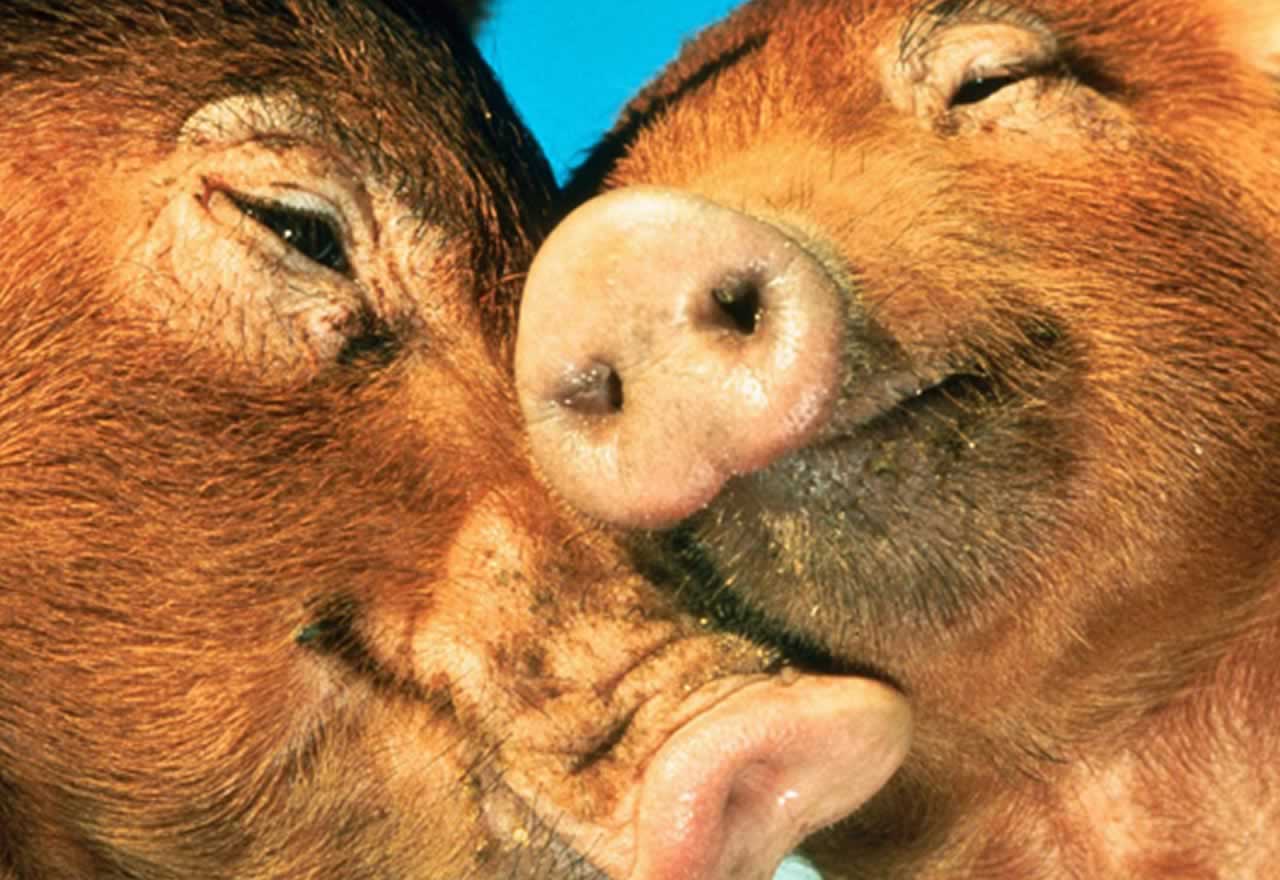 ¿Cuánto dura el orgasmo del cerdo?