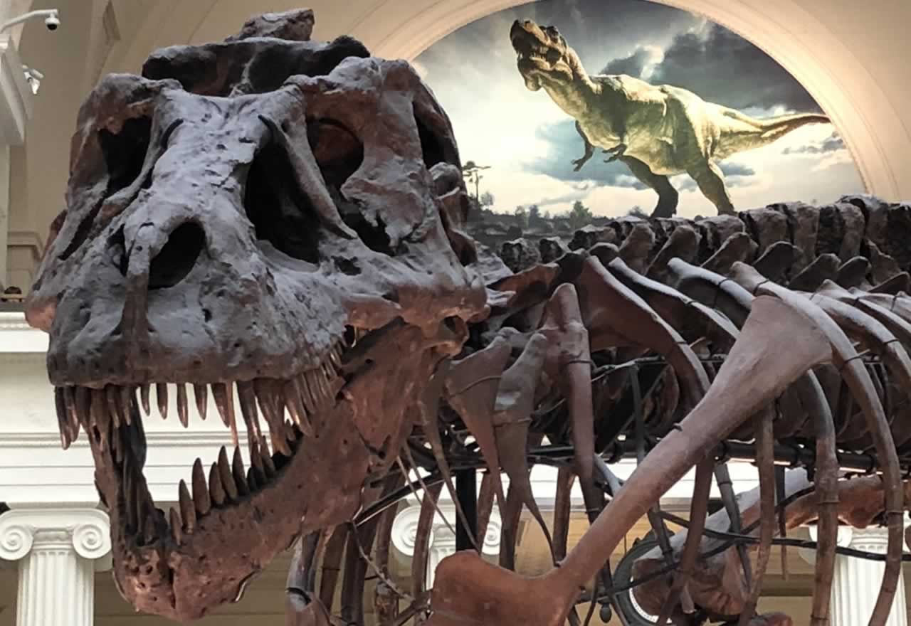 ¿Por qué desapareció el Tyrannosaurus rex?
