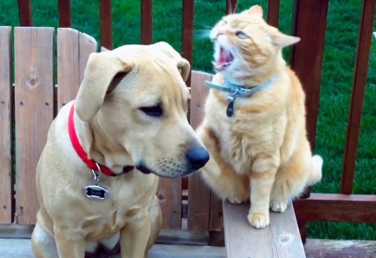 video-no-pararas-de-reir-al-ver-la-discusion-que-tiene-este-perro-con-un-gato