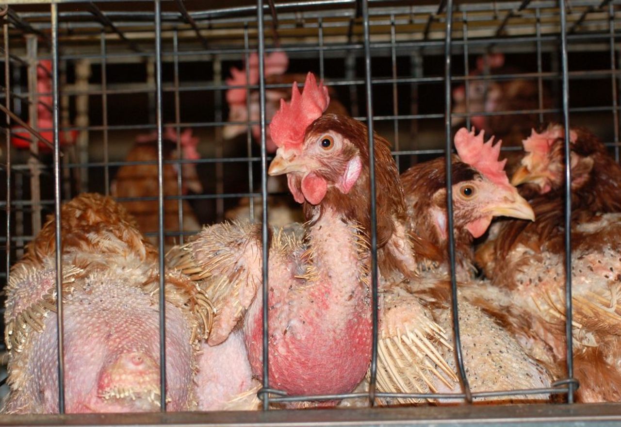 La Comisión Europea se compromete a eliminar las jaulas en los animales de granja 
